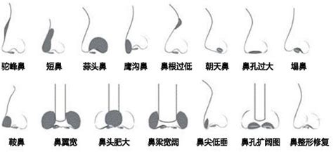 鼻挺 面相|面相：從這八種鼻子分析財運富貴